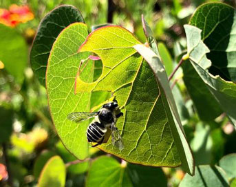 Alfalfa leafcutter bee on a leaf