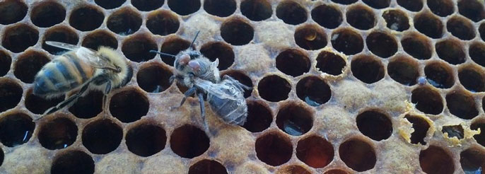 UC Davis beehive