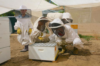 Family taking care of bees together