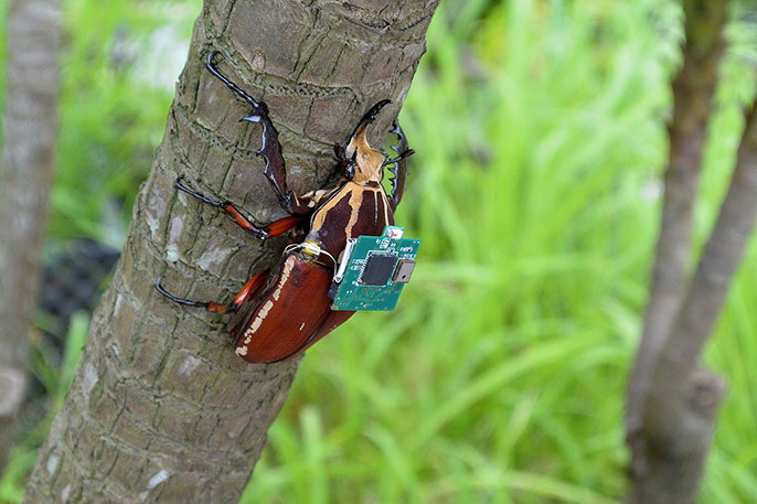 UC Berkeley bettle cyborg UC Berkeley bettle cyborg