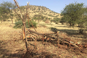 trees broken by elephants