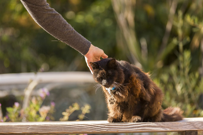 Big Boy the cat gets pets