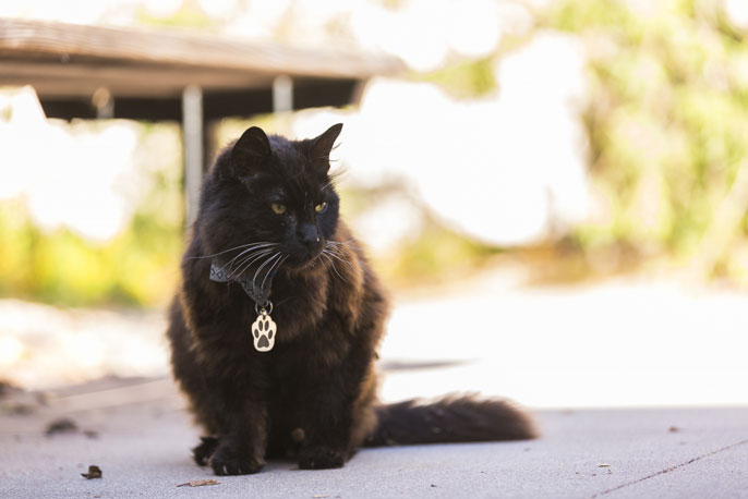 Saint Leonard Vets on X: On a scale of 1-9 which #cat photo best sums up  your mood today? 😺 #cats #feline #catlife #catslife #kitty #meow  #catscatscats  / X