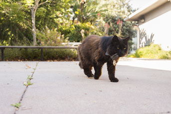 Big Boy the cat on the prowl