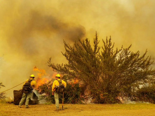 Fire crews around smoke and a bush