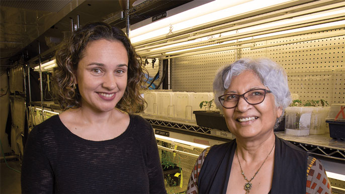 Plant biologists Siobhan Brady, left and Neelima Sinha