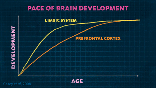 Development chart for the prefrontal cortex and limbic system by age