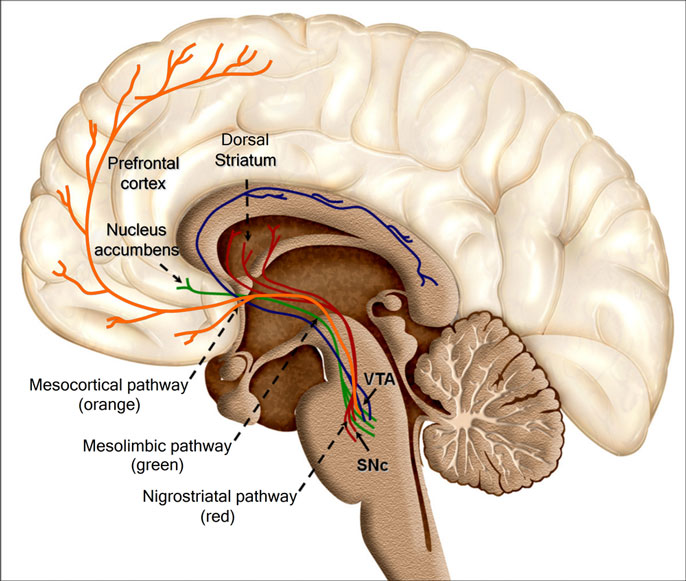 Reward structures in the brain