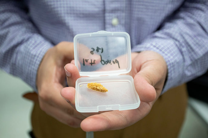 Man holds a mummified bone sample in a box