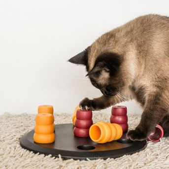 Cat playing with a puzzle