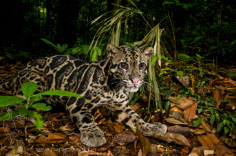 A sunda clouded leopard in Malaysia, photo by Sebastian Kennerknecht