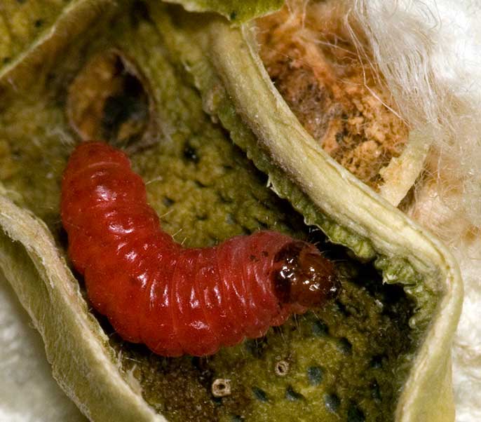 bollworm caterpillar