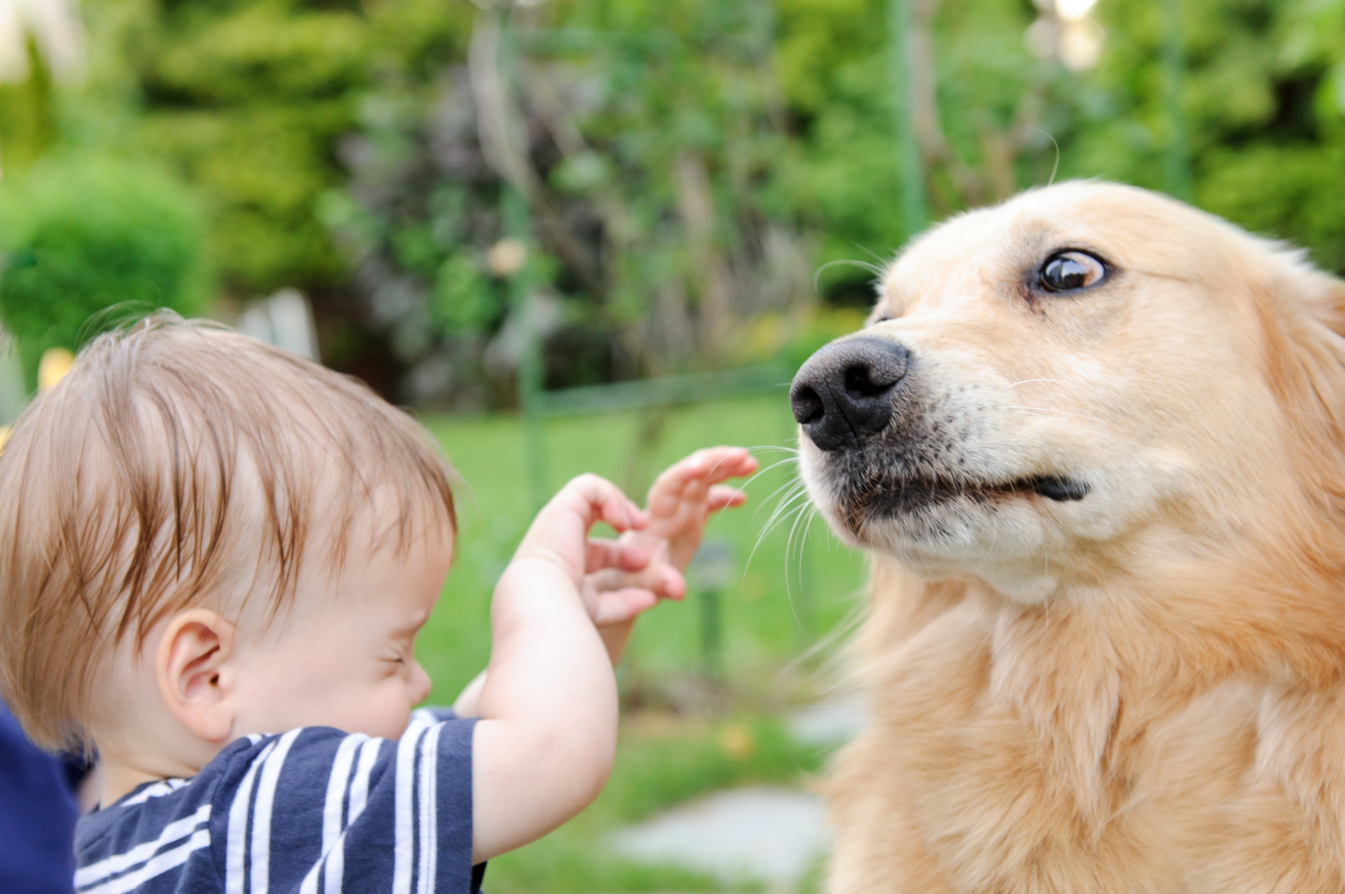 Your Kid Is Comfortable Around Animals