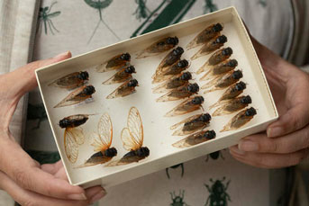 Periodical cicada collection