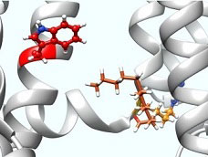 Cilantro molecular graphic