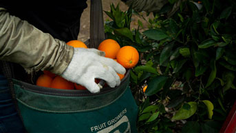 Bag of citrus in grove
