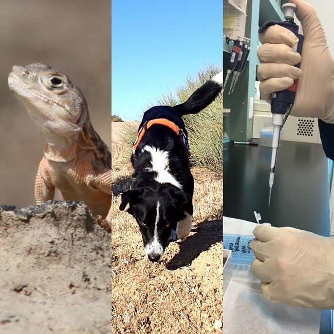 Lizard, dog smelling, dropper in a lab