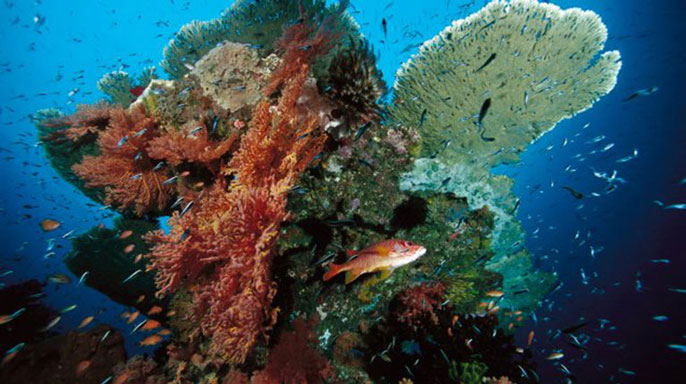 coral reef UCLA coral reef UCLA