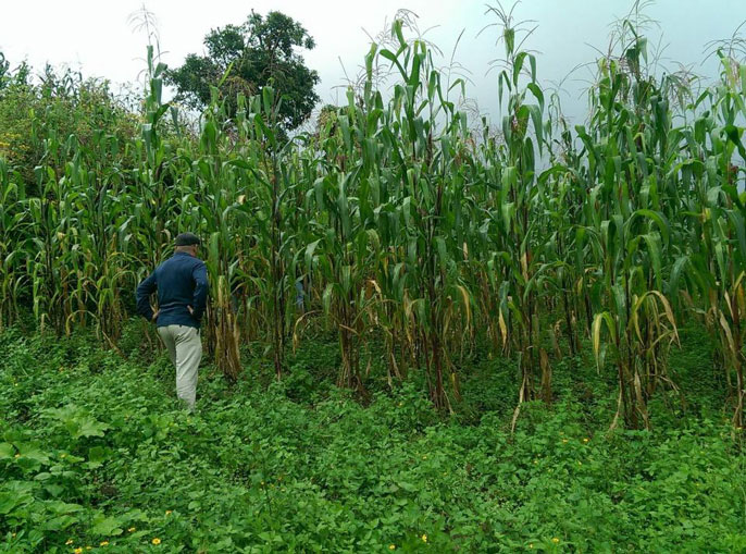 man stares at corn