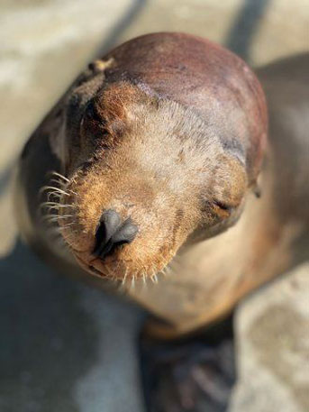 Cronutt the sea lion