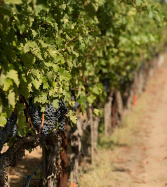 Grapes in a vineyard