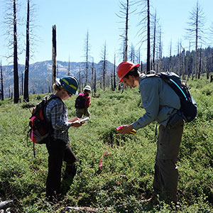 researchers in burned landscape