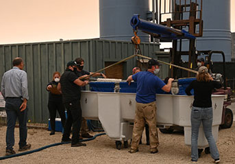 Dolphins being transported