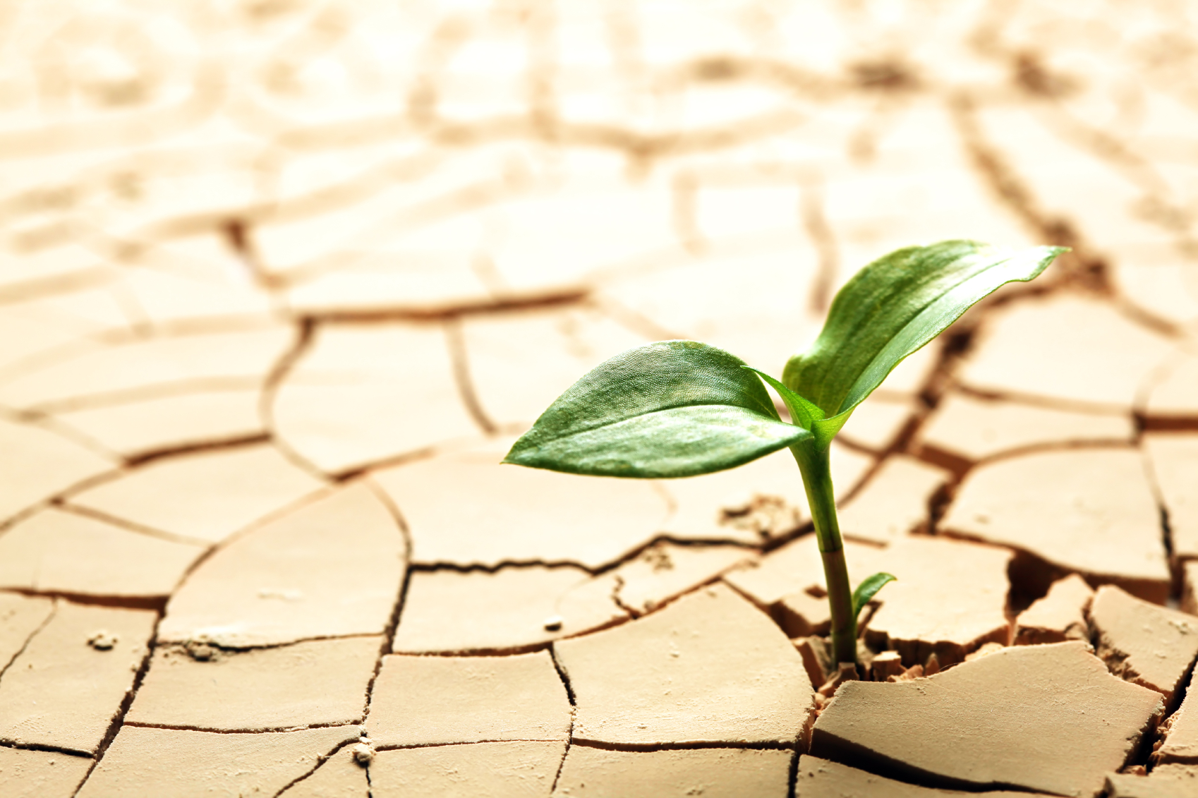 plant sprout in parched earth
