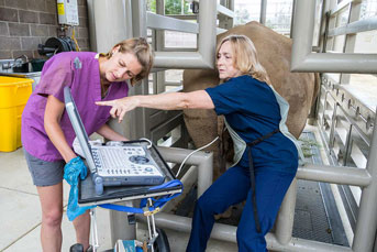 A vet performs an ultrasound on a rhino with her assistant