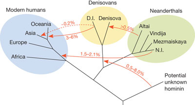 early humans diagram