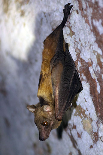 Egyptian fruit bat