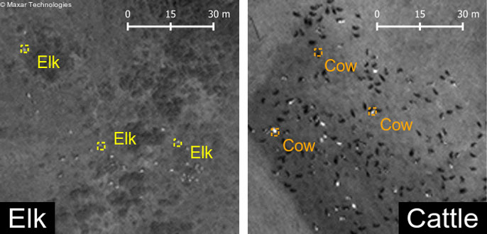 Cows and elk viewed from above by satellite imagery