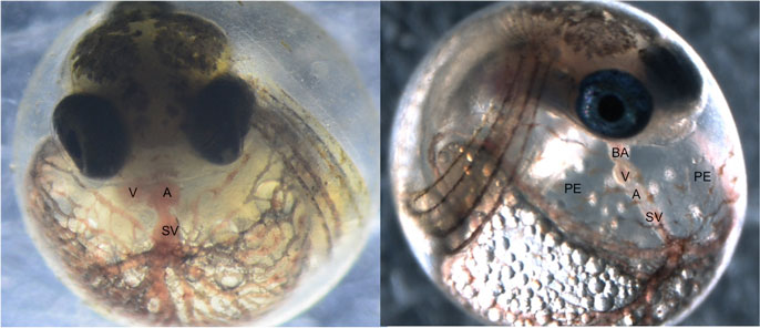 Embryos UC Davis