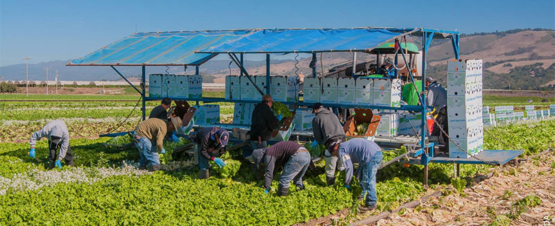 Farmworkers in the field