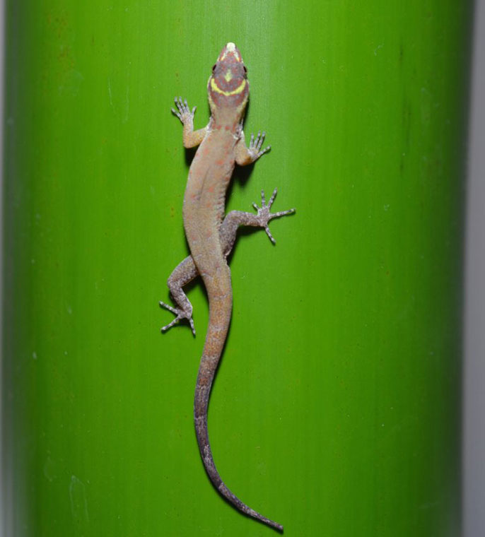 Scientists gain fresh insight into the secret of how gecko feet stay sticky