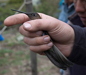 giant hummingbird