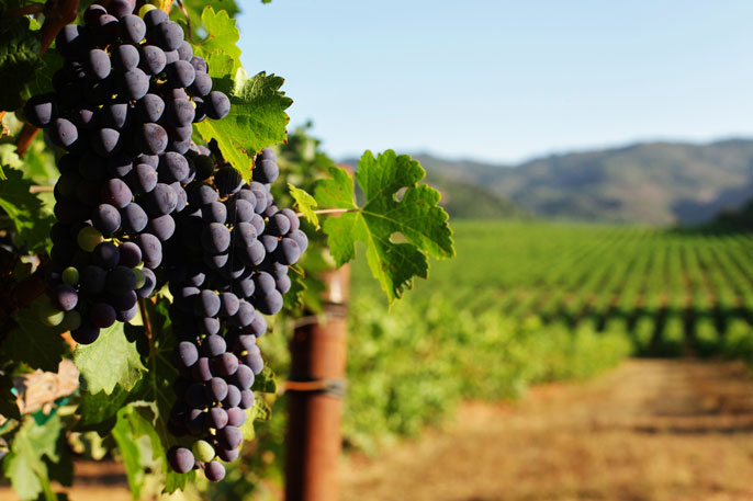 Grapes in a vineyard