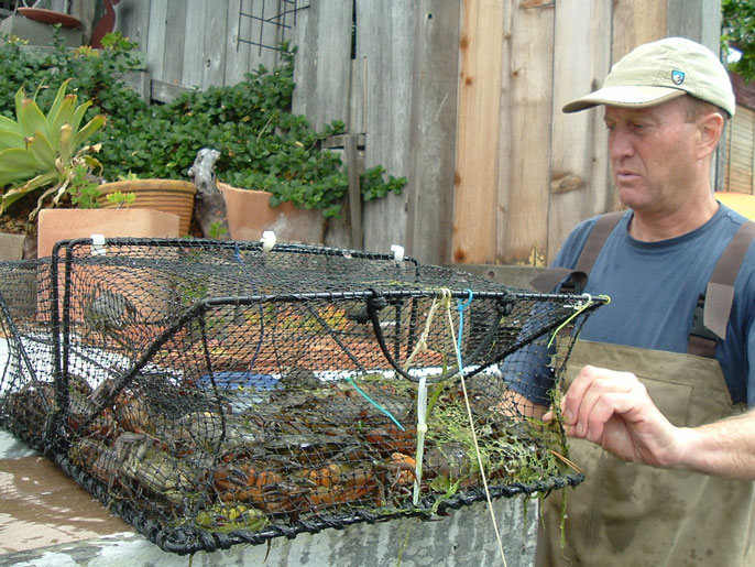 Man trapping green crab