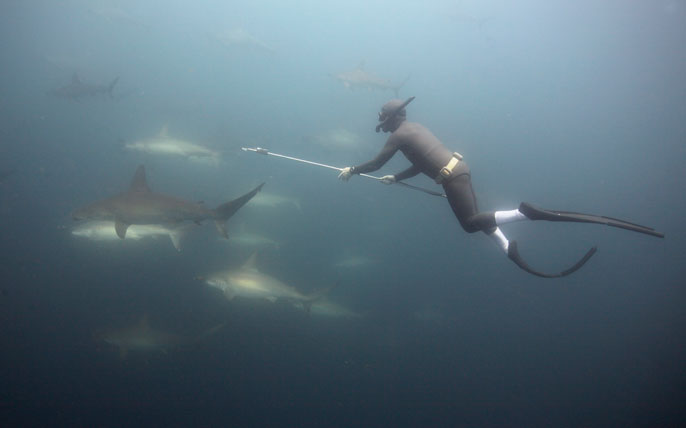 man swims in a cloud of hammerheads