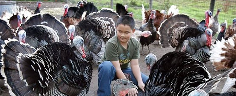 Young boy with his heritage turkeys