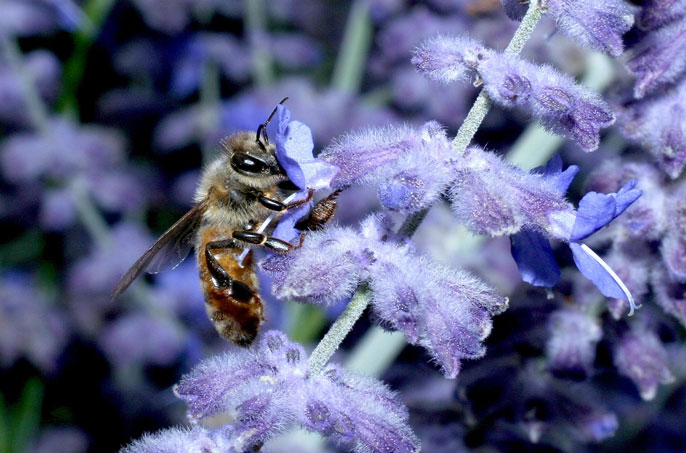 Honeybee forages on a flower