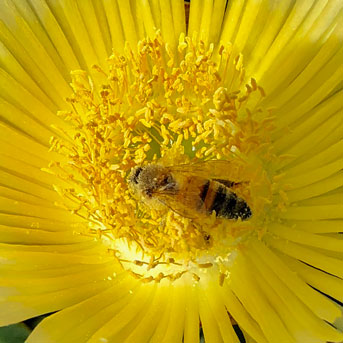A honeybee on a yellow flower