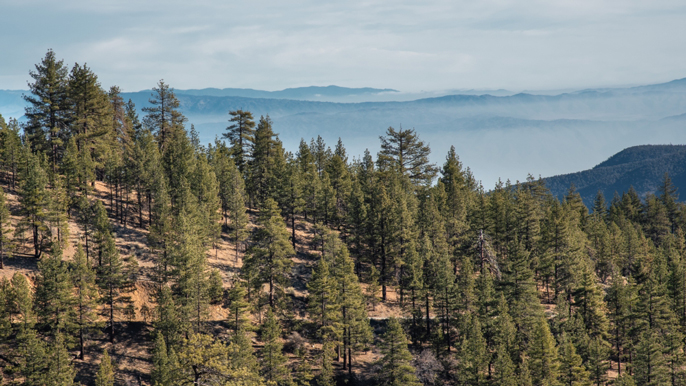 Jeffrey Pine Forest