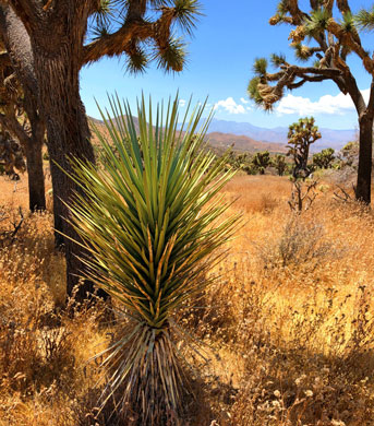 Young Joshua tree