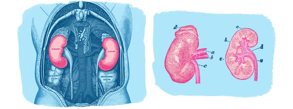 Two kidneys side by side illustration