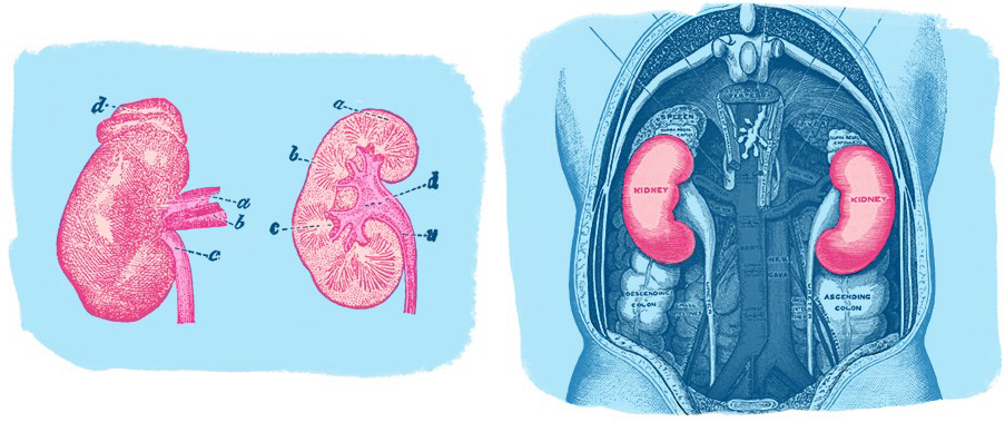 Two kidneys side by side illustration