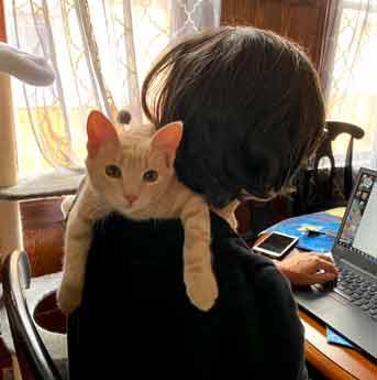 Kitten looks over shoulder of woman at camera while she works