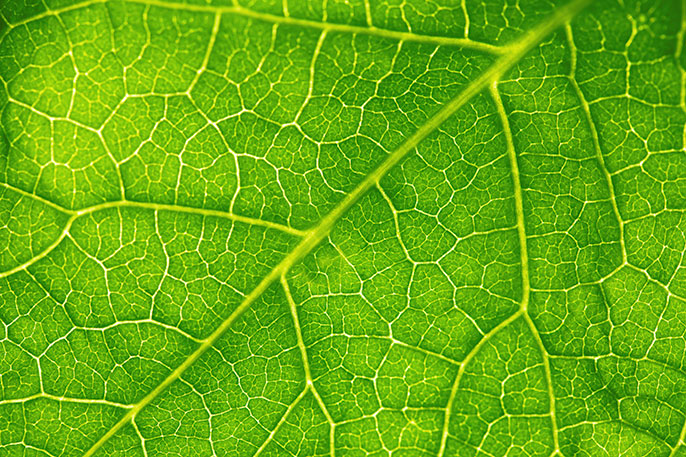 Photosynthesis Photosynthesis