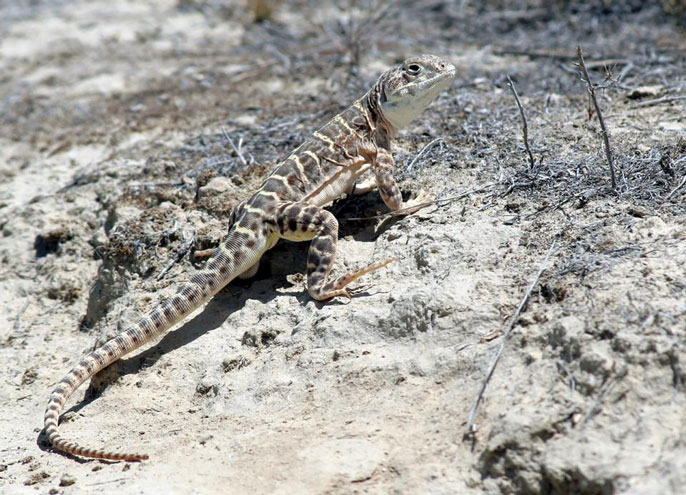 Blunt-nosed leopard lizard in the desert