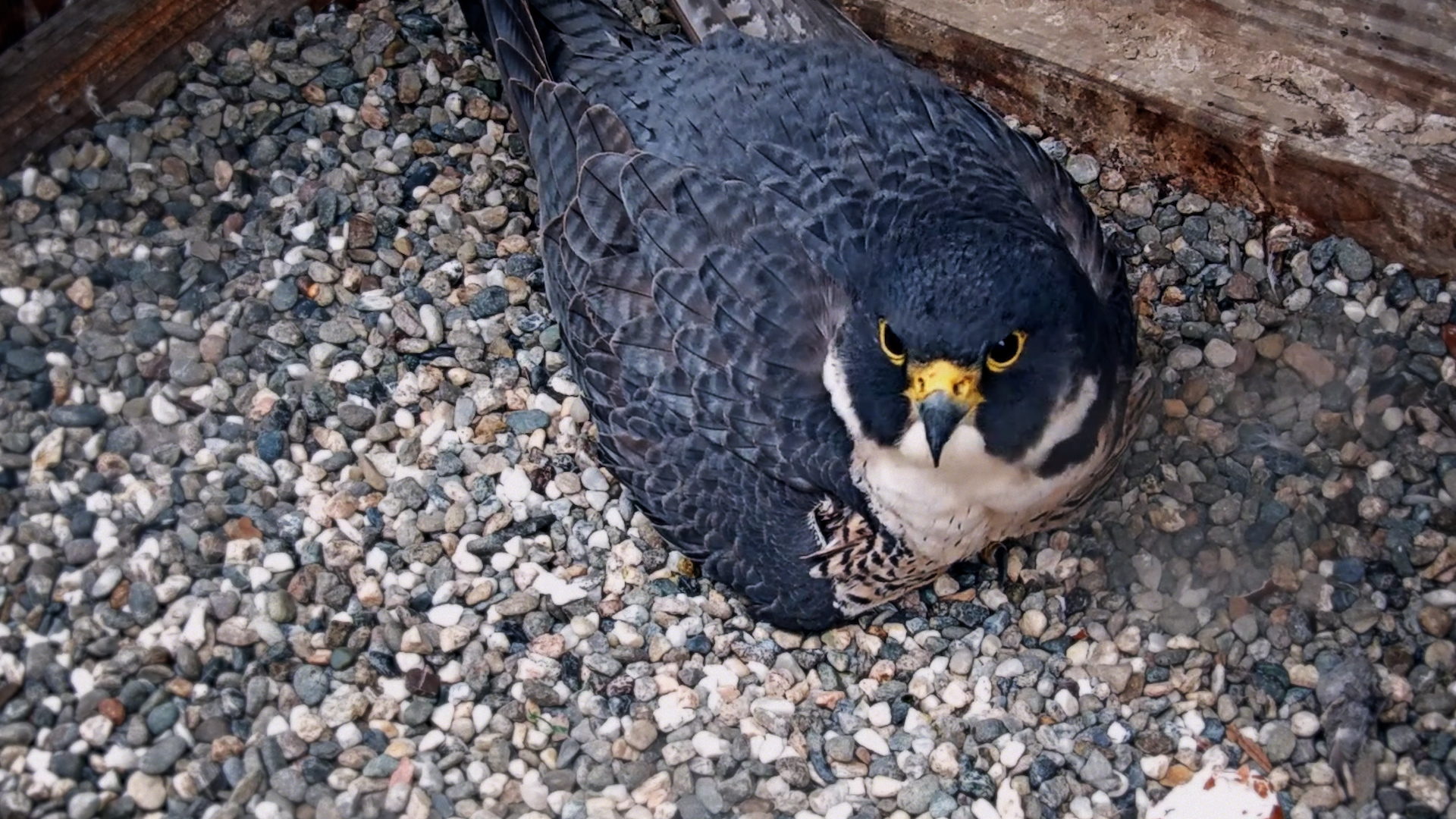 Peregrine falcon protecting its eggs at UC Berkeley / Cal Falcons webcam